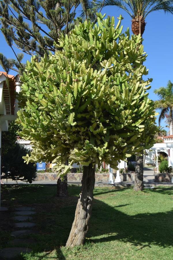 Appartement Parque Golf Fresh à Maspalomas  Extérieur photo